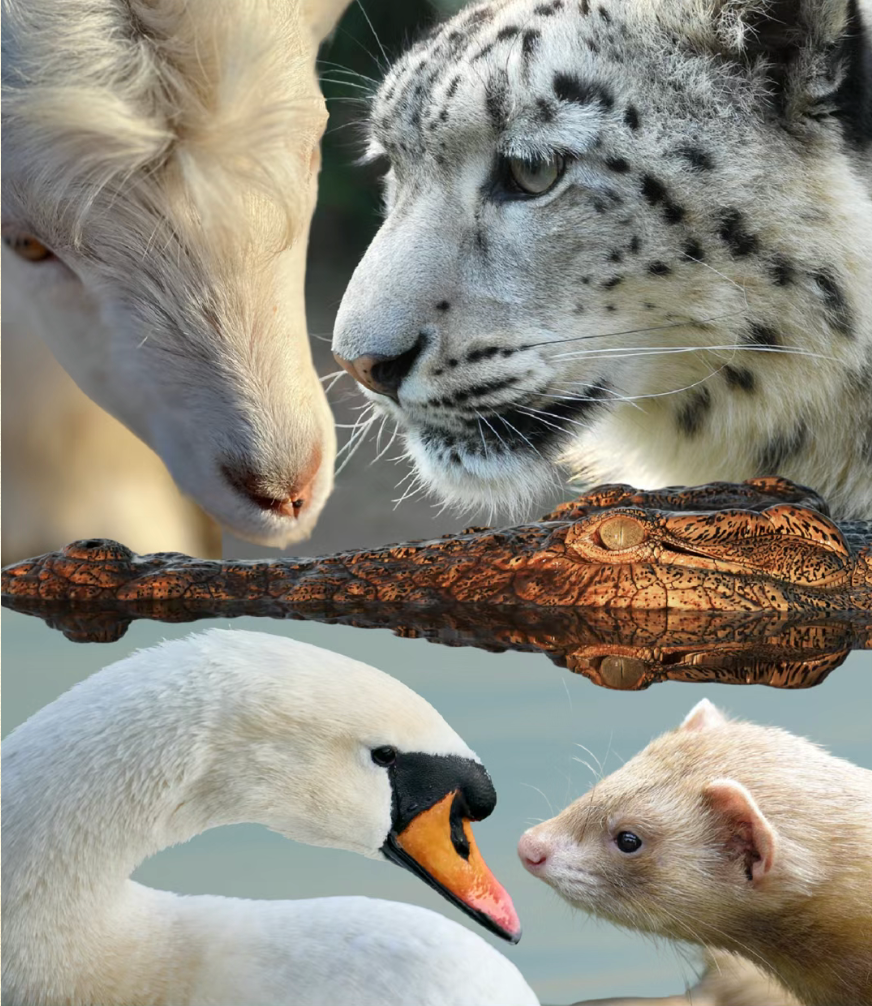 Art Paint “Animalia” | 14 Odes to Vitality