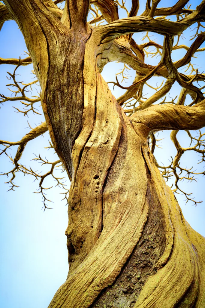 epoxy tree 683x1024.png